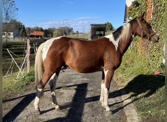 Pintos, Gelding, 5 years, 15.2 hh, Pinto