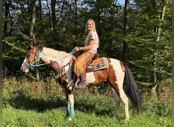 Pintos, Gelding, 5 years, 15.2 hh, Pinto
