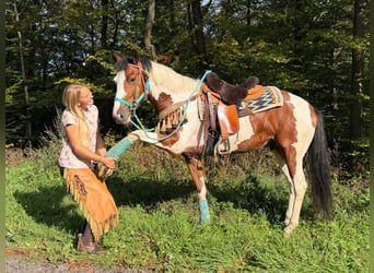 Pintos, Gelding, 5 years, 15.2 hh, Pinto
