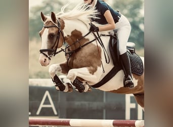Pintos Mix, Gelding, 5 years, 15,1 hh, Pinto
