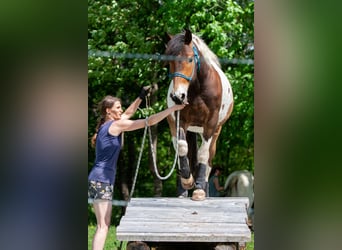 Pintos, Gelding, 5 years, 15,2 hh, Pinto