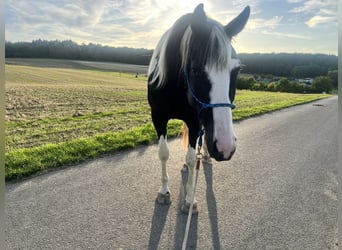 Pintos, Gelding, 5 years, 16.1 hh, Pinto