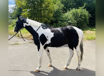 Pintos Mix, Gelding, 6 years, 15.2 hh, Pinto