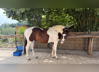 Pintos, Gelding, 7 years, 15 hh, Pinto