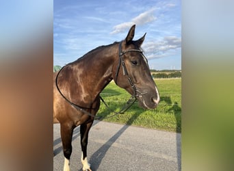 Pintos Mix, Gelding, 7 years, 15,1 hh, Black