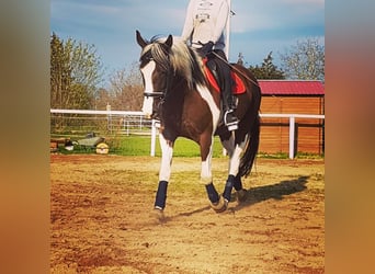 Pintos, Gelding, 7 years, 16,1 hh, Pinto