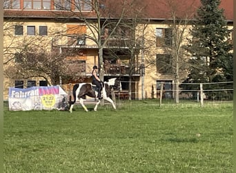Pintos, Gelding, 7 years, 16,1 hh, Pinto