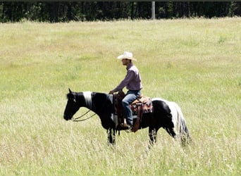 Pintos, Gelding, 7 years, Tobiano-all-colors