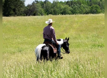 Pintos, Gelding, 7 years, Tobiano-all-colors