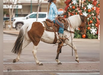 Pintos, Gelding, 8 years, 14.1 hh, Pinto