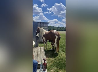 Pintos Mix, Gelding, 8 years, 15 hh, Chestnut