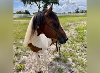 Pintos, Gelding, 8 years, 15 hh, Tobiano-all-colors