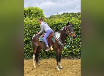 Pintos, Gelding, 8 years, 15,1 hh, Pinto