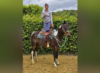 Pintos, Gelding, 8 years, 15,1 hh, Pinto