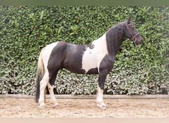 Pintos, Gelding, 8 years, 16 hh, Pinto