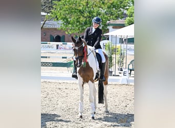 Pintos, Gelding, 8 years, 17 hh, Pinto