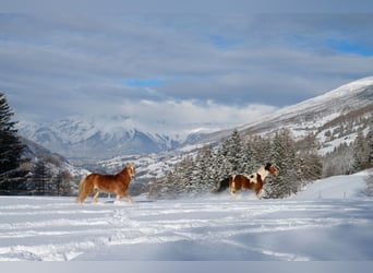 Pintos Mix, Gelding, 9 years, 14.2 hh