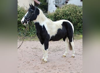 Pintos, Gelding, 9 years, 14,2 hh, Pinto