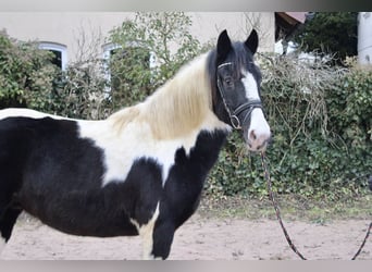 Pintos, Gelding, 9 years, 14,2 hh, Pinto