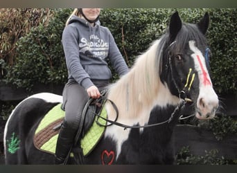 Pintos, Gelding, 9 years, 14,2 hh, Pinto