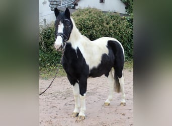 Pintos, Gelding, 9 years, 14,2 hh, Pinto