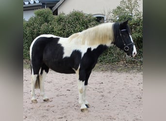 Pintos, Gelding, 9 years, 14,2 hh, Pinto