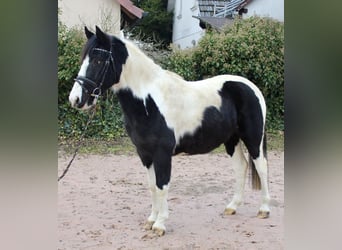 Pintos, Gelding, 9 years, 14,2 hh, Pinto