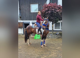 Pintos, Gelding, 9 years, 15.2 hh, Pinto