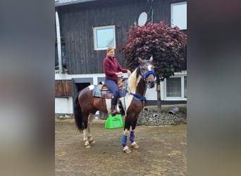 Pintos, Gelding, 9 years, 15.2 hh, Pinto
