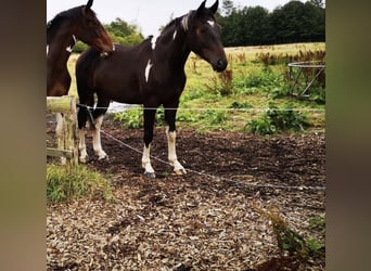 Pintos, Gelding, 9 years, 15.3 hh, Pinto