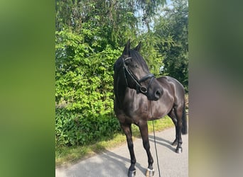 Pintos, Gelding, 9 years, 16,1 hh, Black