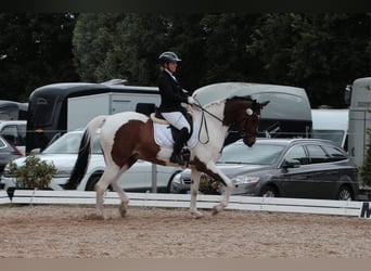Pintos, Gelding, 9 years, 17 hh, Pinto