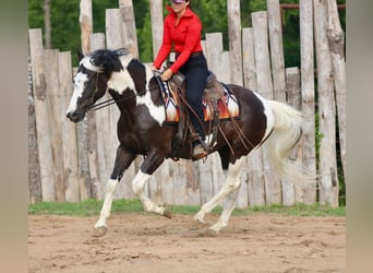 Pintos, Gelding, 9 years, Pinto