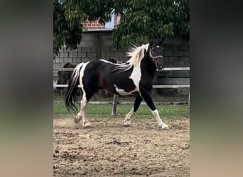 Pintos Mix, Hengst, 11 Jahre, 155 cm, Schecke