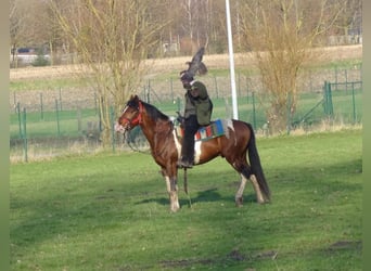 Pintos, Hengst, 15 Jaar, 153 cm, Tobiano-alle-kleuren