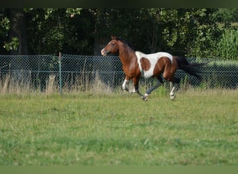 Pintos, Hengst, 15 Jahre, 153 cm, Tobiano-alle-Farben