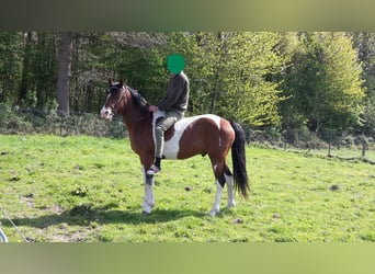 Pintos, Hengst, 15 Jahre, 153 cm, Tobiano-alle-Farben