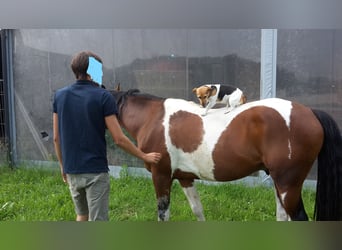 Pintos, Hengst, 15 Jahre, 153 cm, Tobiano-alle-Farben