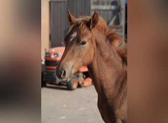 Pintos, Hengst, 1 Jaar, 145 cm, Vos