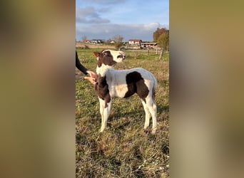 Pintos Mix, Hengst, 1 Jaar, 148 cm, Gevlekt-paard