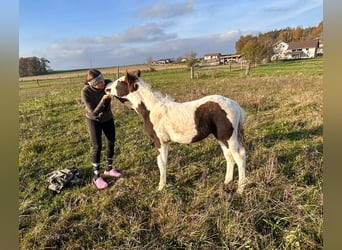 Pintos Mix, Hengst, 1 Jaar, 148 cm, Gevlekt-paard