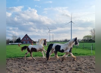 Pintos, Hengst, 1 Jaar, 155 cm, Gevlekt-paard