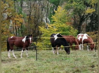 Pintos, Hengst, 1 Jaar, 165 cm, Gevlekt-paard