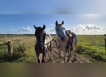 Pintos Mix, Hengst, 1 Jahr, 135 cm, Kann Schimmel werden