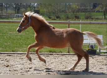 Pintos, Hengst, 1 Jahr, 140 cm, Fuchs