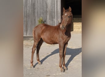 Pintos, Hengst, 1 Jahr, 147 cm, Fuchs