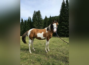 Pintos Mix, Hengst, 1 Jahr, 150 cm, Schecke