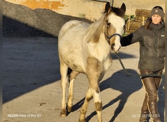 Pintos Mix, Hengst, 1 Jahr, 152 cm