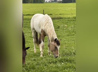 Pintos Mix, Hengst, 1 Jahr, 152 cm, Tobiano-alle-Farben