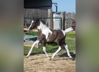Pintos, Hengst, 1 Jahr, 165 cm